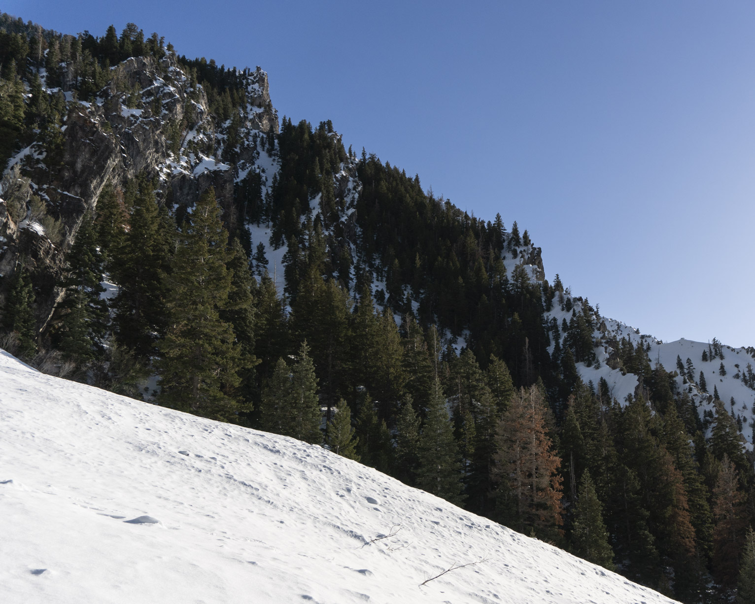 Above a snowy slope pine trees and above that sky